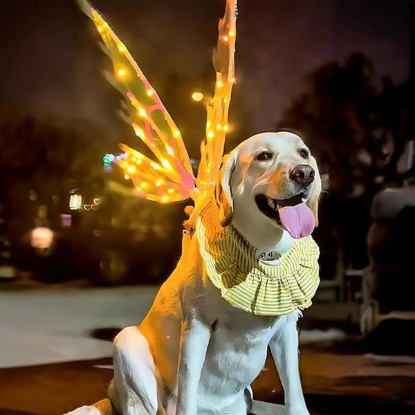 Dog wearing fairy wings with lights at night