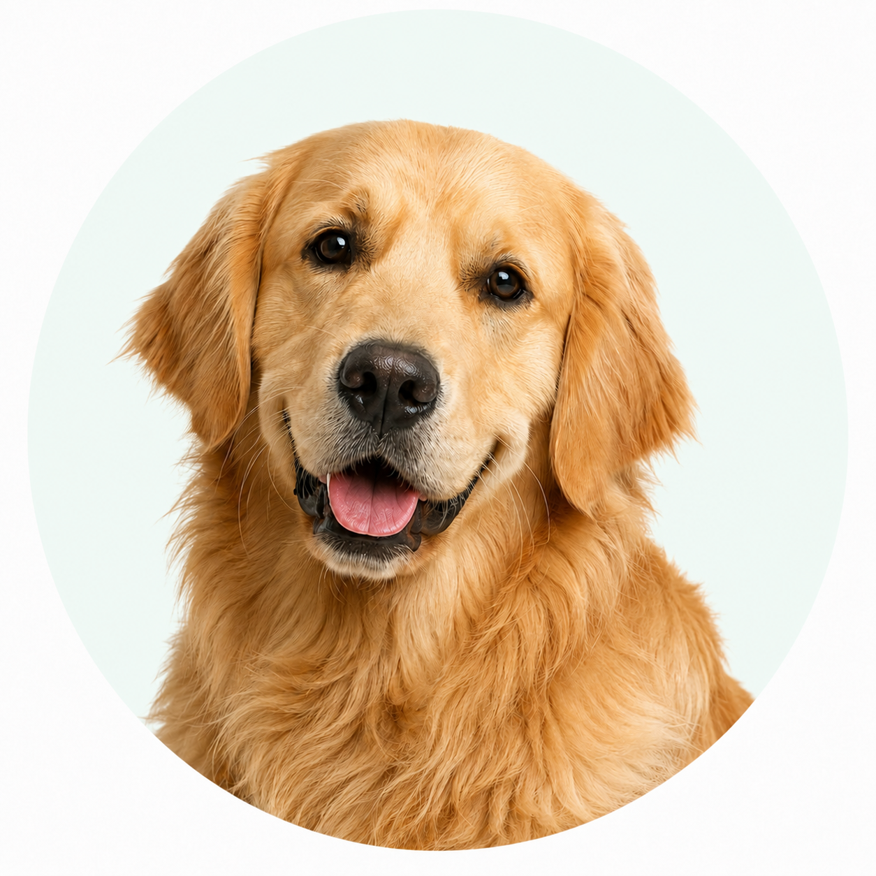 Golden Retriever dog portrait for premium dog supplies and accessories collection happy dog 