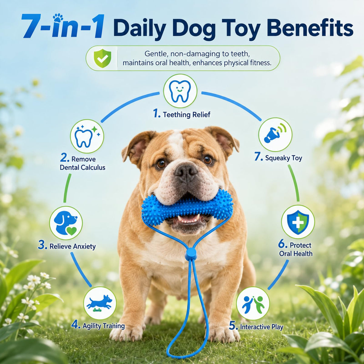 A bulldog outdoors on grass holding a blue textured dog toy in its mouth, with a circular infographic around it listing seven daily dog toy benefits including teething relief, dental calculus removal, anxiety relief, agility training, interactive play, oral health protection, and squeaky toy use.