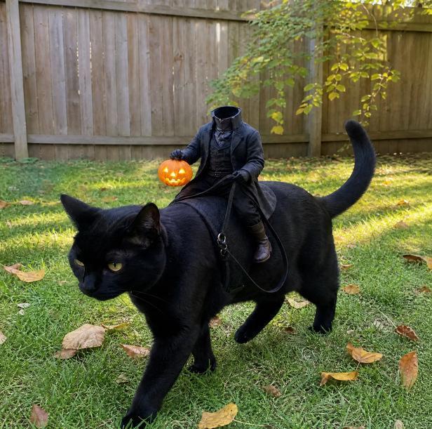 A black cat outdoors on grass in front of a wooden fence, wearing a tiny black rider costume and holding a carved orange pumpkin. The scene appears staged for a humorous Halloween effect.