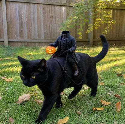 A black cat outdoors on grass in front of a wooden fence, wearing a tiny black rider costume and holding a carved orange pumpkin. The scene appears staged for a humorous Halloween effect.