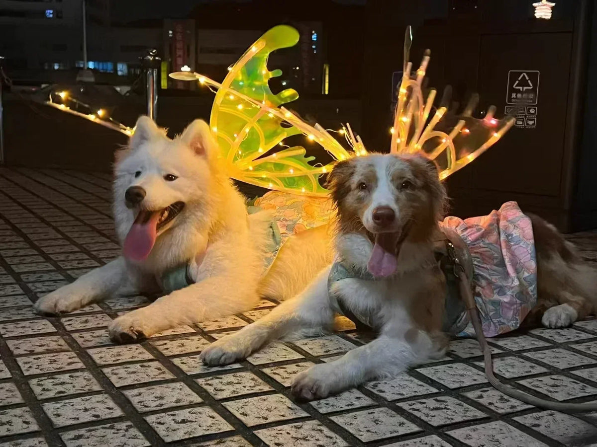 Two dogs sitting on a tiled floor with decorative lights in the background