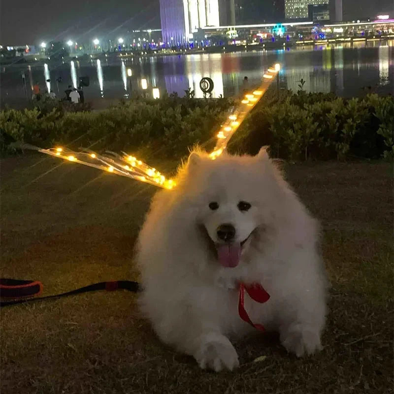 White dog with a red collar sitting on grass near decorative string lights at night.