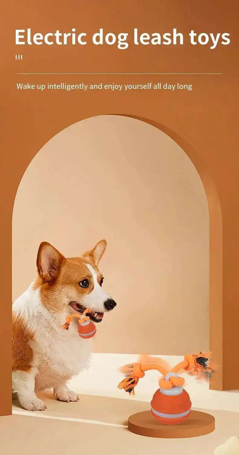 Dog playing with electric dog leash toys in a minimalistic setting