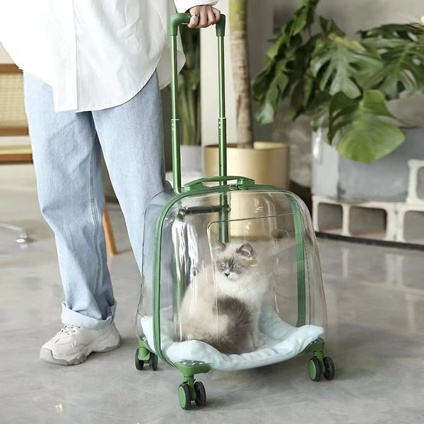 Person holding a transparent pet carrier with a cat inside, in an indoor setting.
