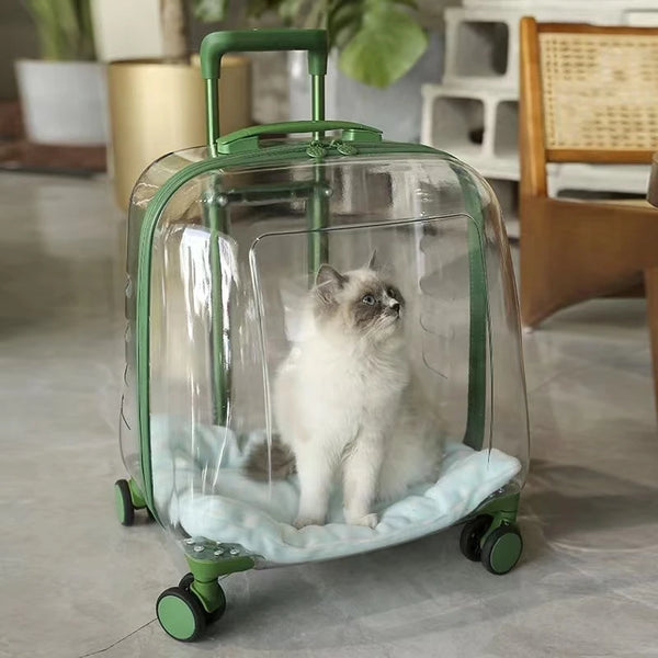 Cat inside a transparent suitcase with green handle and wheels on a light-colored floor.