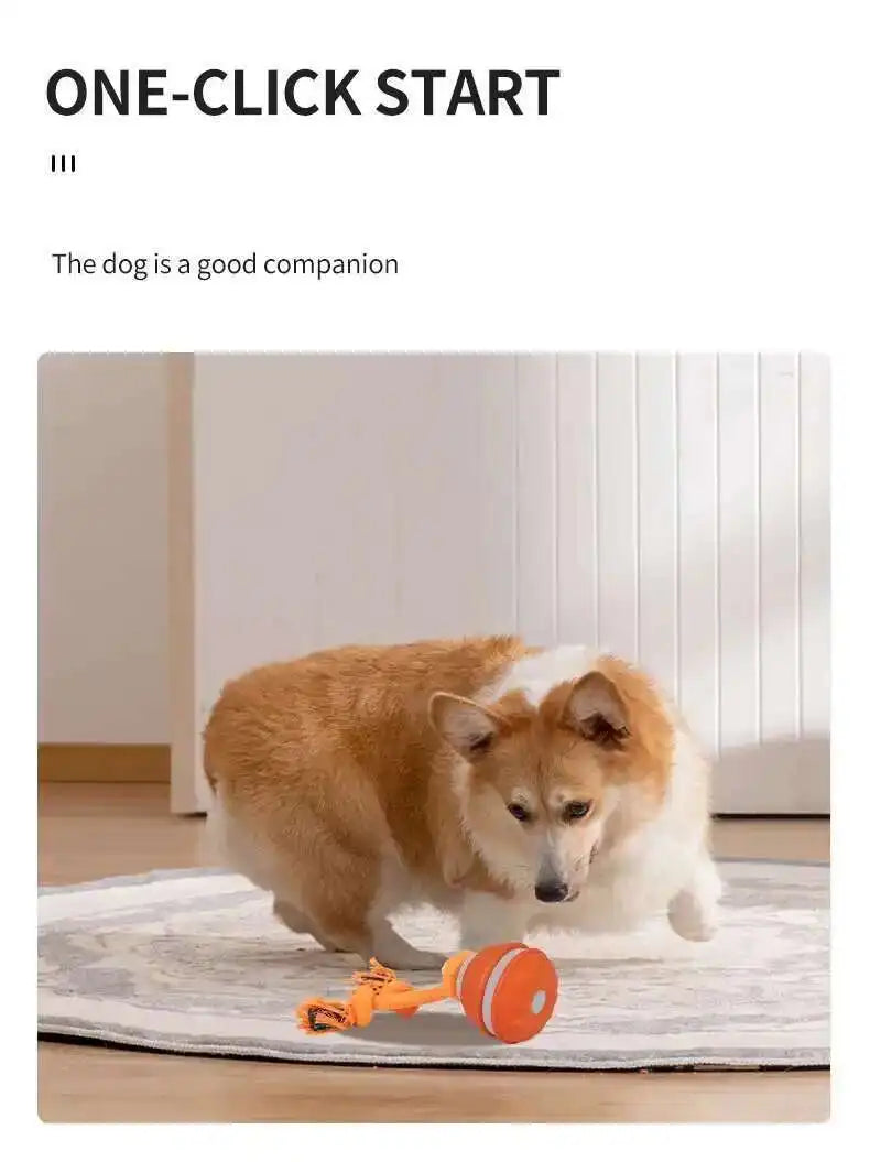 Dog playing with a toy on a rug indoors