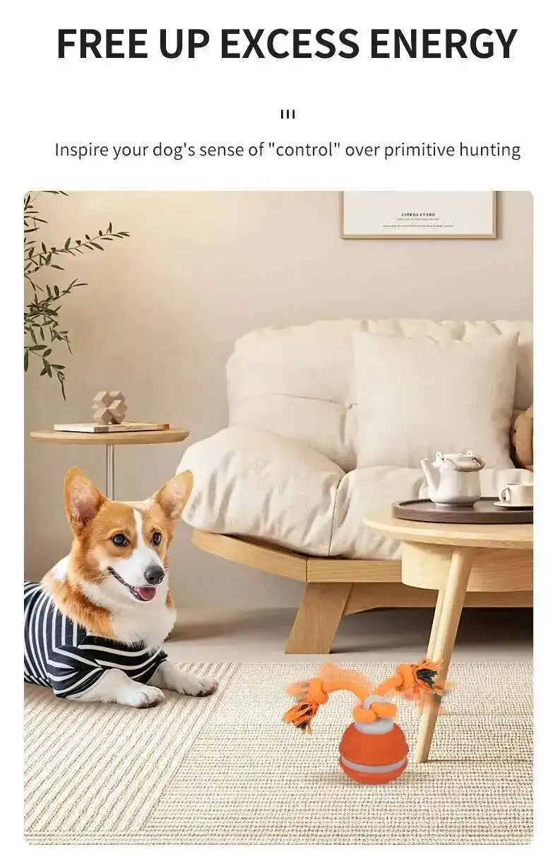 Dog in a living room with a toy, surrounded by text about freeing up excess energy.